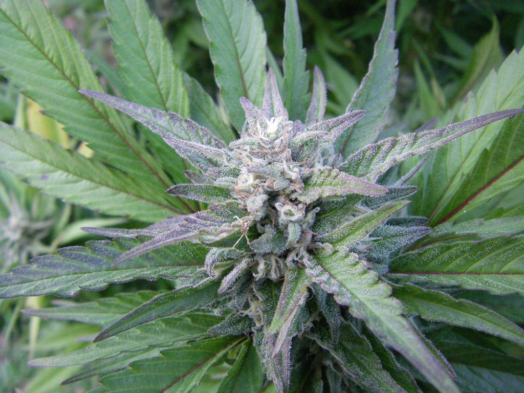 An image of Blueberry