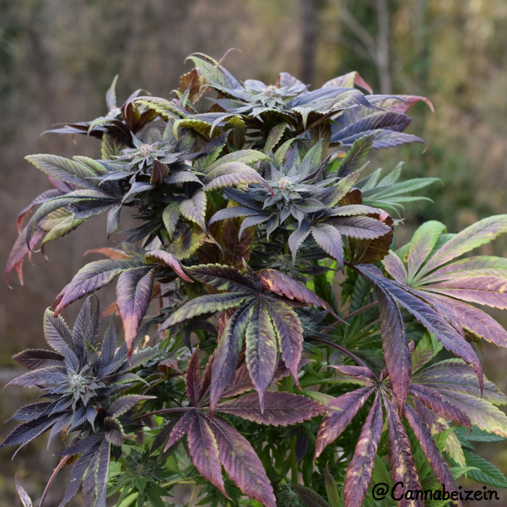 An image of Blueberry x Jesus OG
