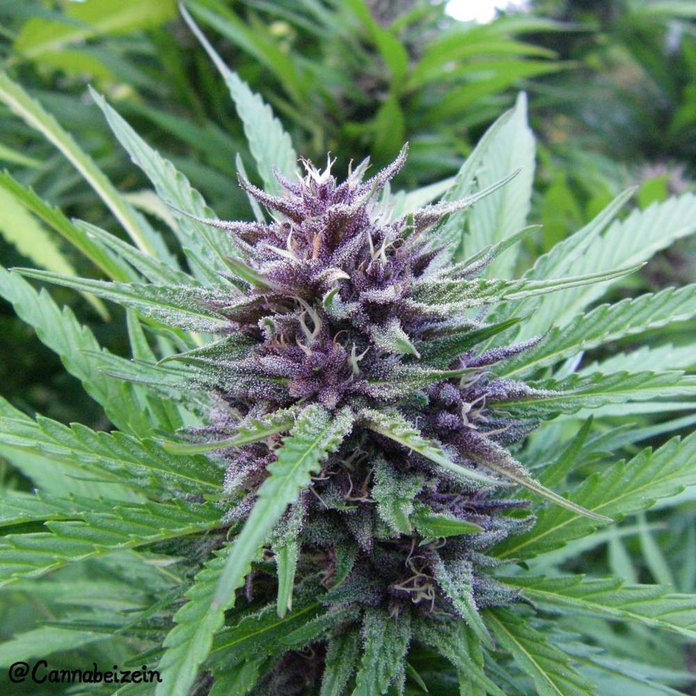 An image of Purple Goat