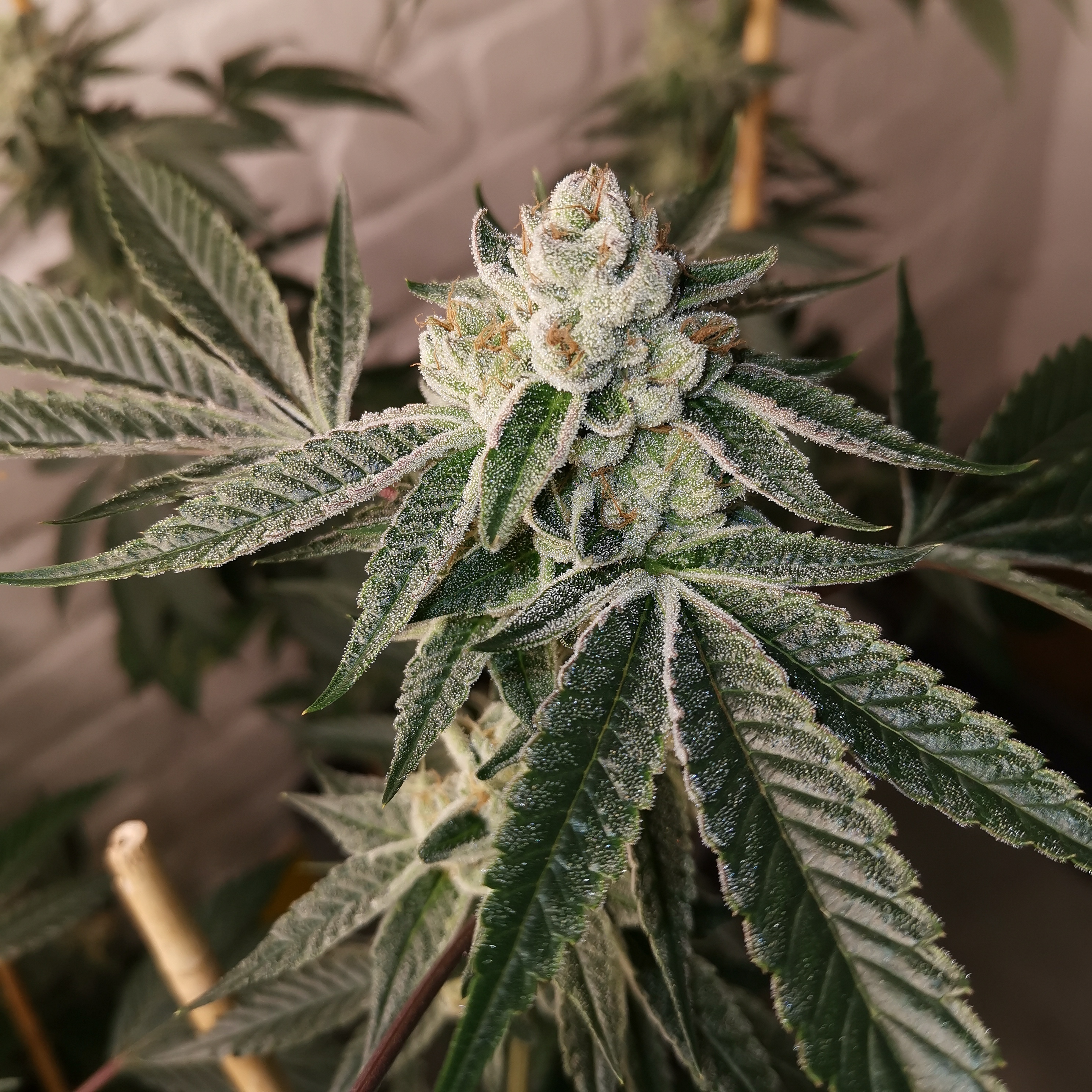 An image of Hash Cookies
