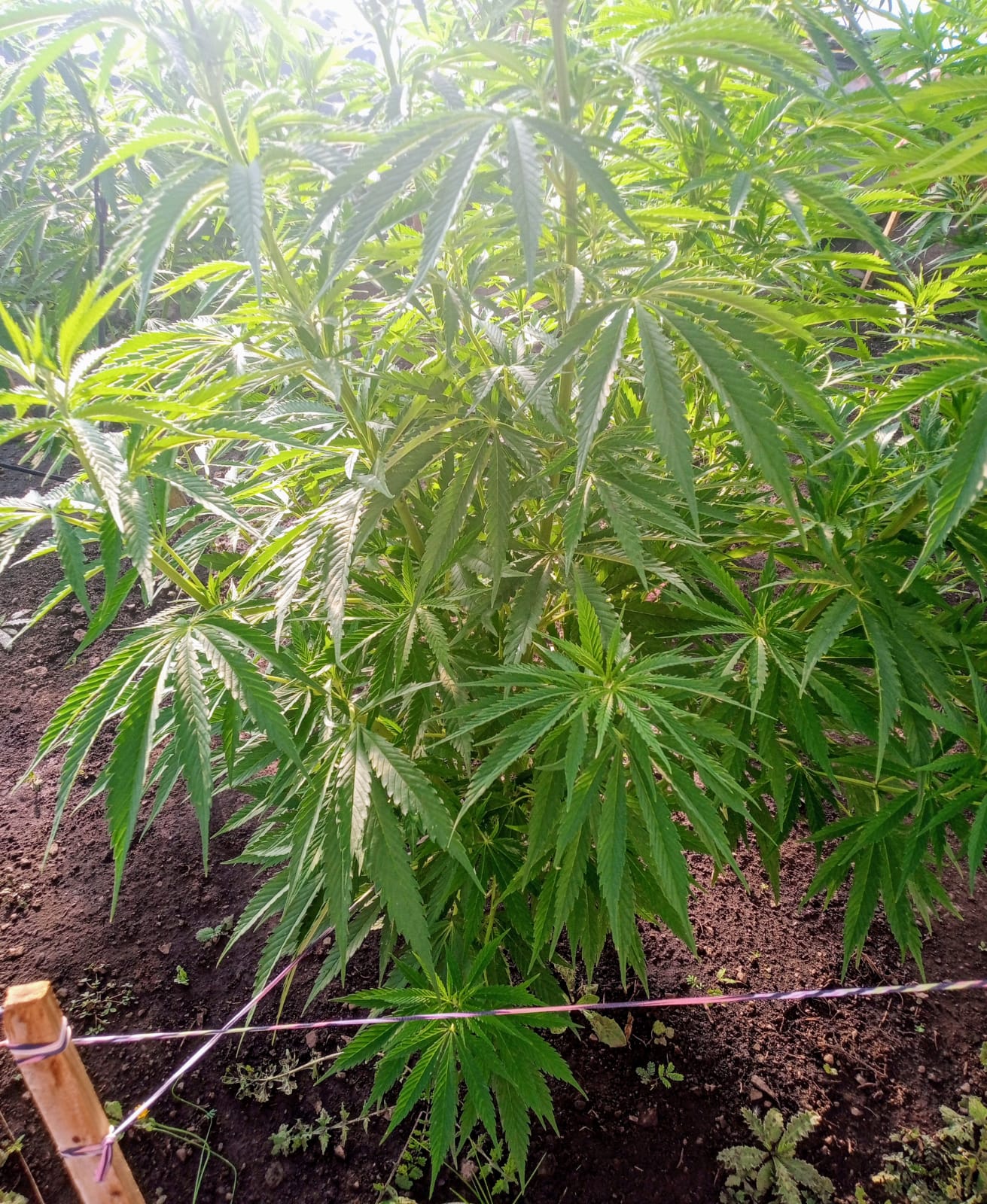 An image of Bolsonero Skunk