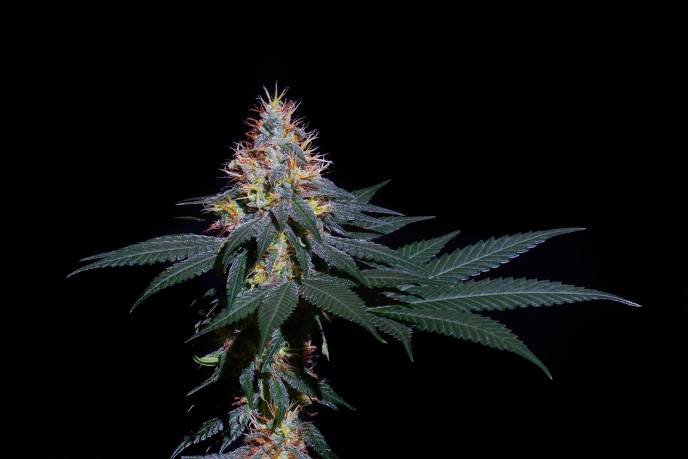 An image of Midnight Express
