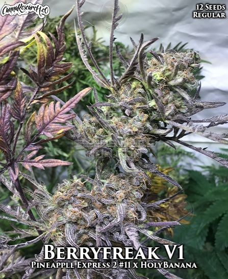 An image of Berryfreak V1