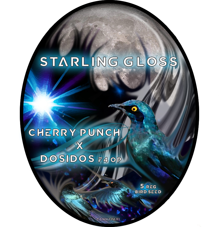 An image of Starling Gloss