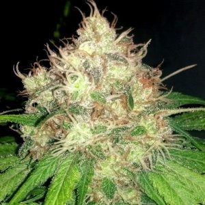 An image of Chocolope