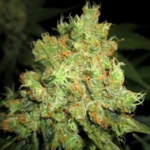 An image of Sweet Cinnamon