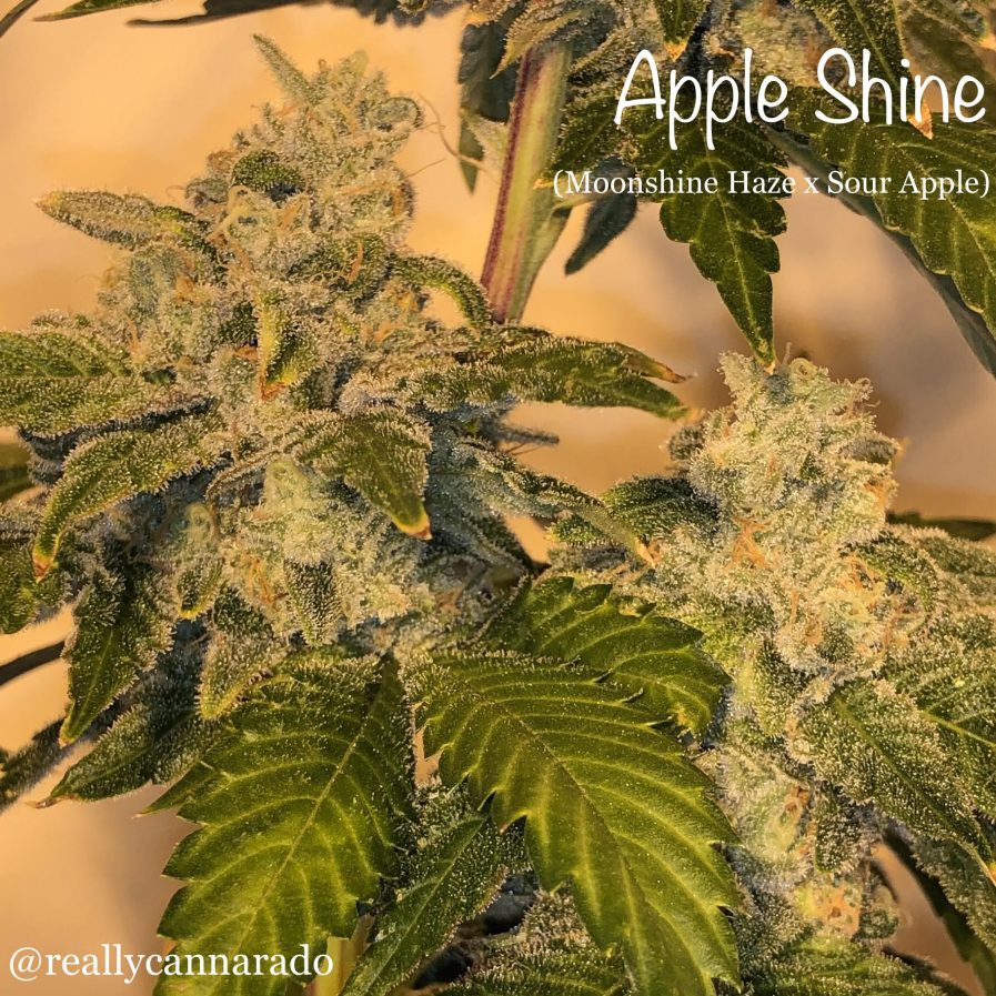 An image of Apple Shine