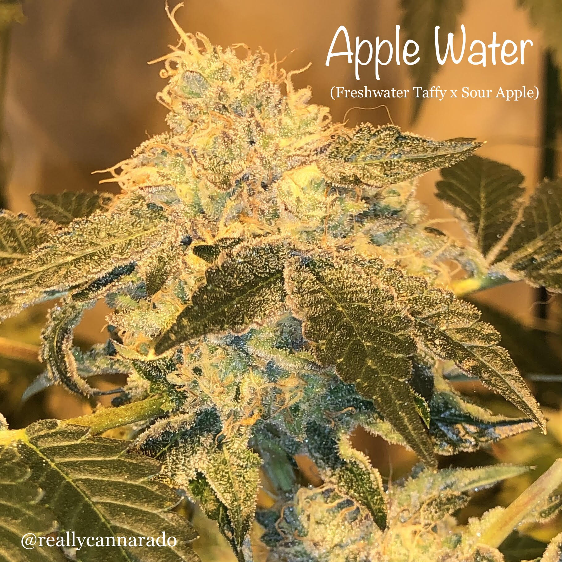 An image of Apple Water