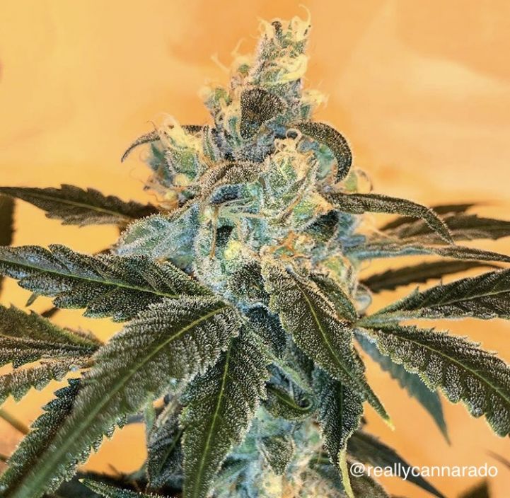 An image of Banana Sundae