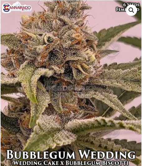 An image of Bubblegum Wedding