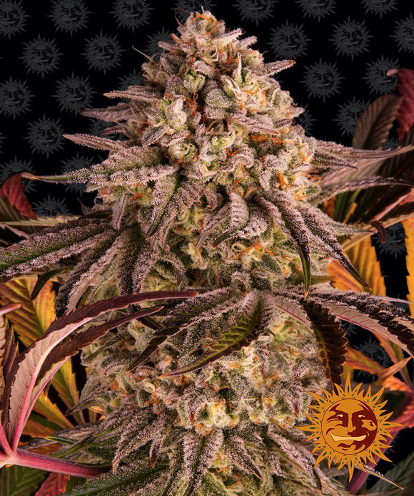 An image of Carbon Candy