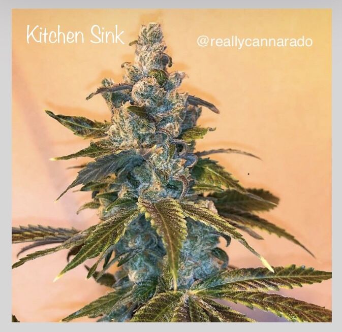 An image of Kitchen Sink