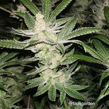 An image of Lemon Bubblegum Margy