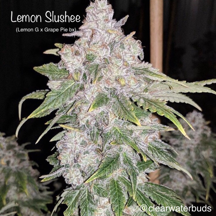 An image of Lemon Slushee