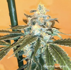 An image of Orange Sundae