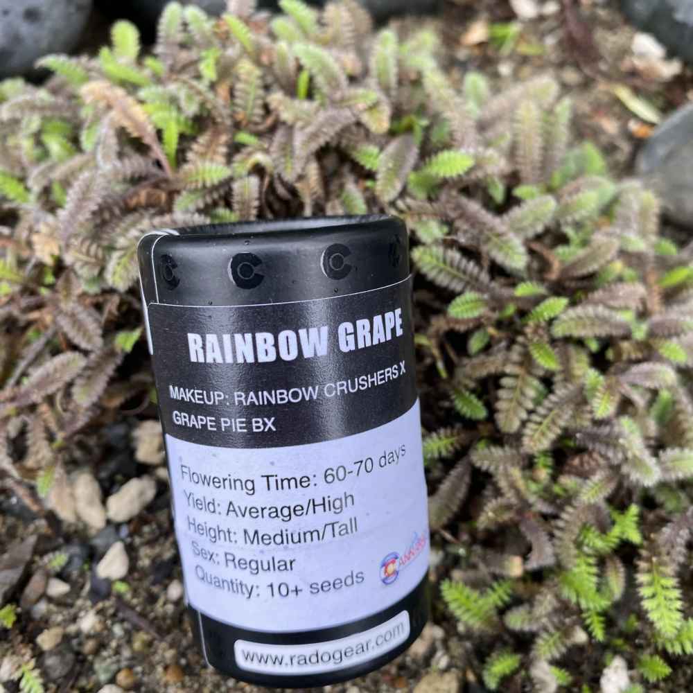 An image of Rainbow Grape