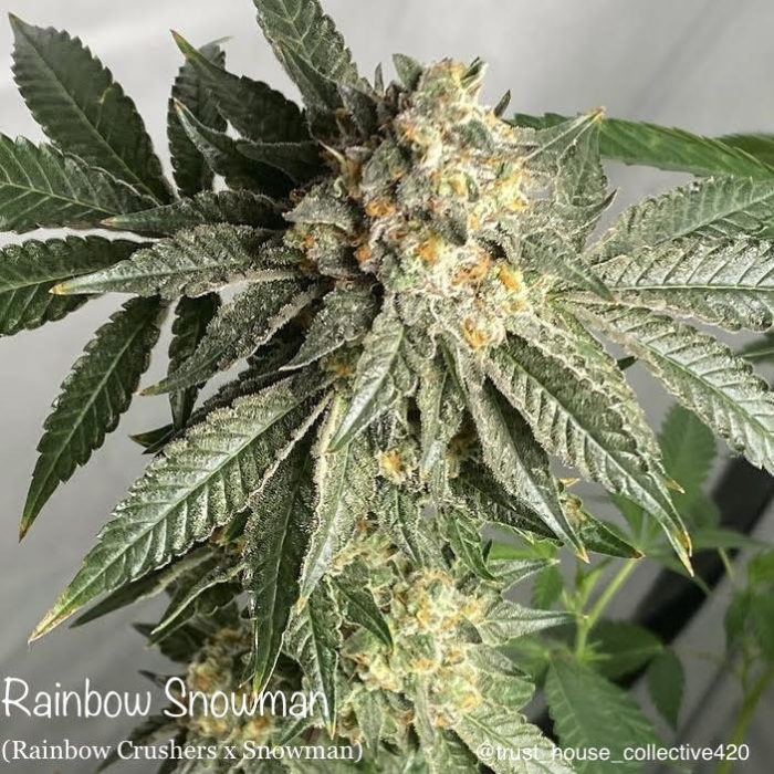 An image of Rainbow Snowman