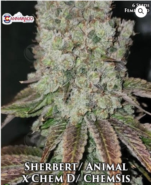 An image of Sherbert / Animal x Chem D / ChemSis