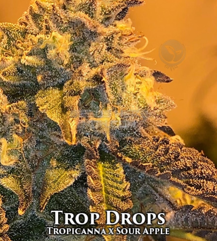 An image of Trop Drops