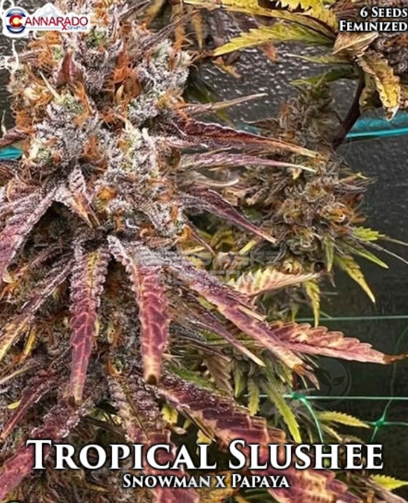 An image of Tropical Slushee