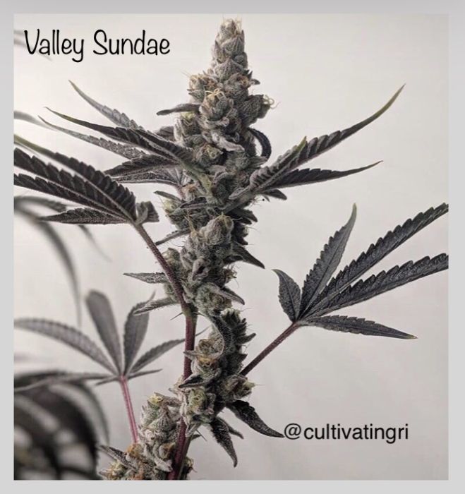 An image of Valley Sundae
