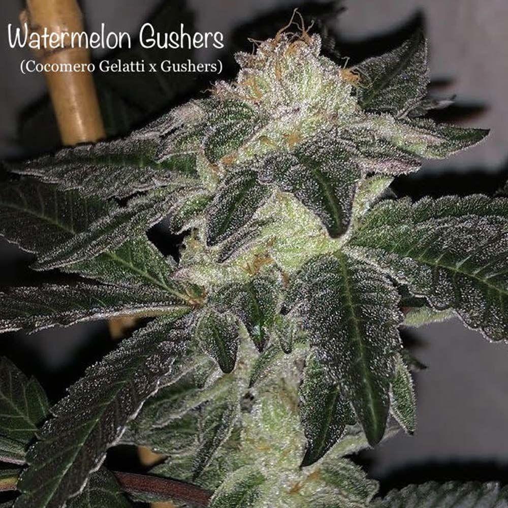 An image of Watermelon Gushers