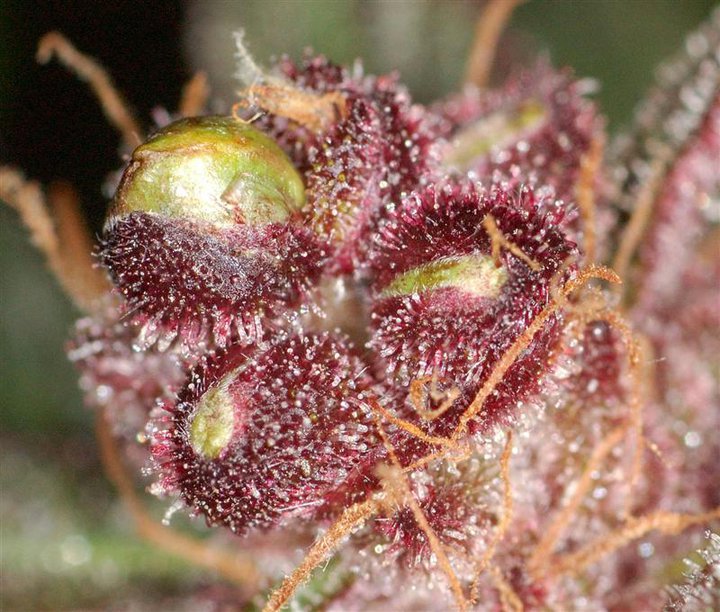 An image of Devilberry