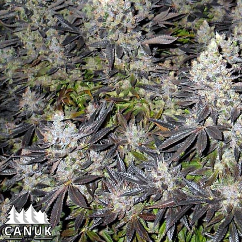 An image of Canuk Cookies