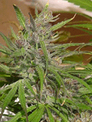 An image of Super Silver Haze