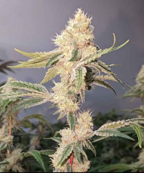 An image of Smokestax