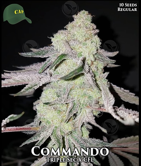 An image of Commando