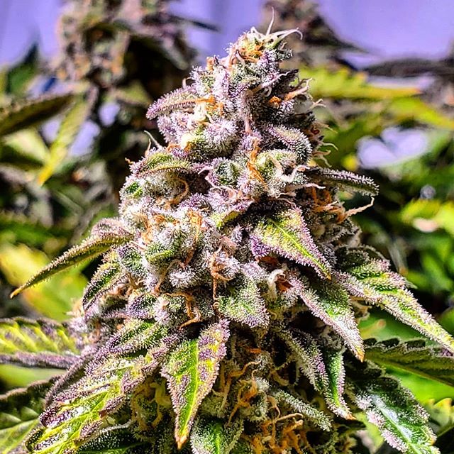 An image of Jungle M.A.C.