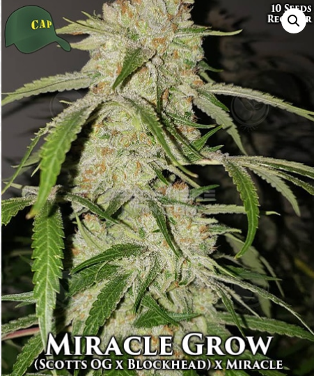An image of Miracle Grow