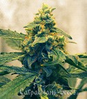 An image of Black Tisa