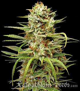 An image of White Widow