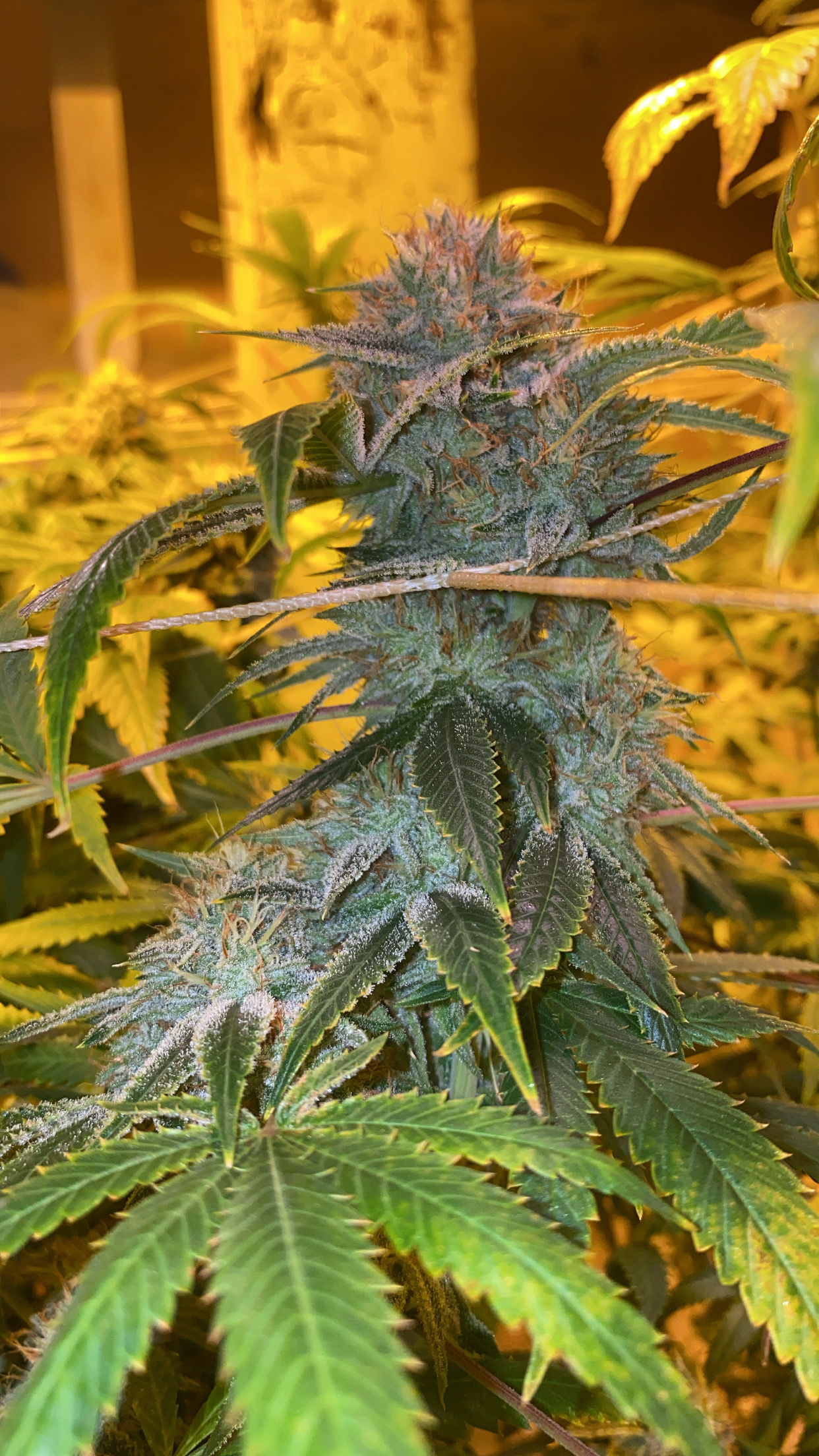 An image of Catalyst Kush