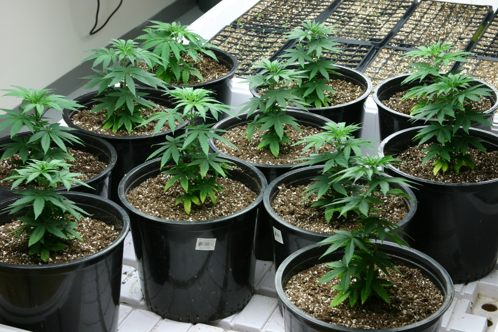 An image of Dakini Kush