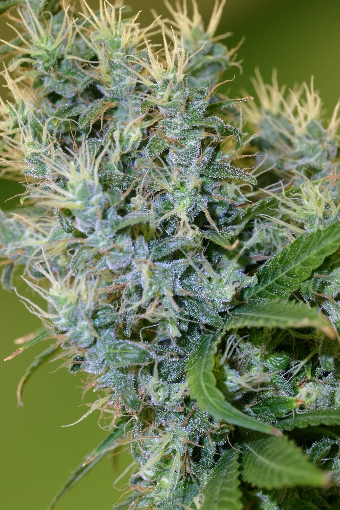 An image of Otto #1