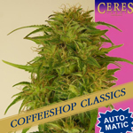 An image of Super Automatic Kush