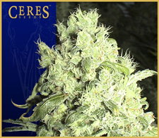 An image of White Indica