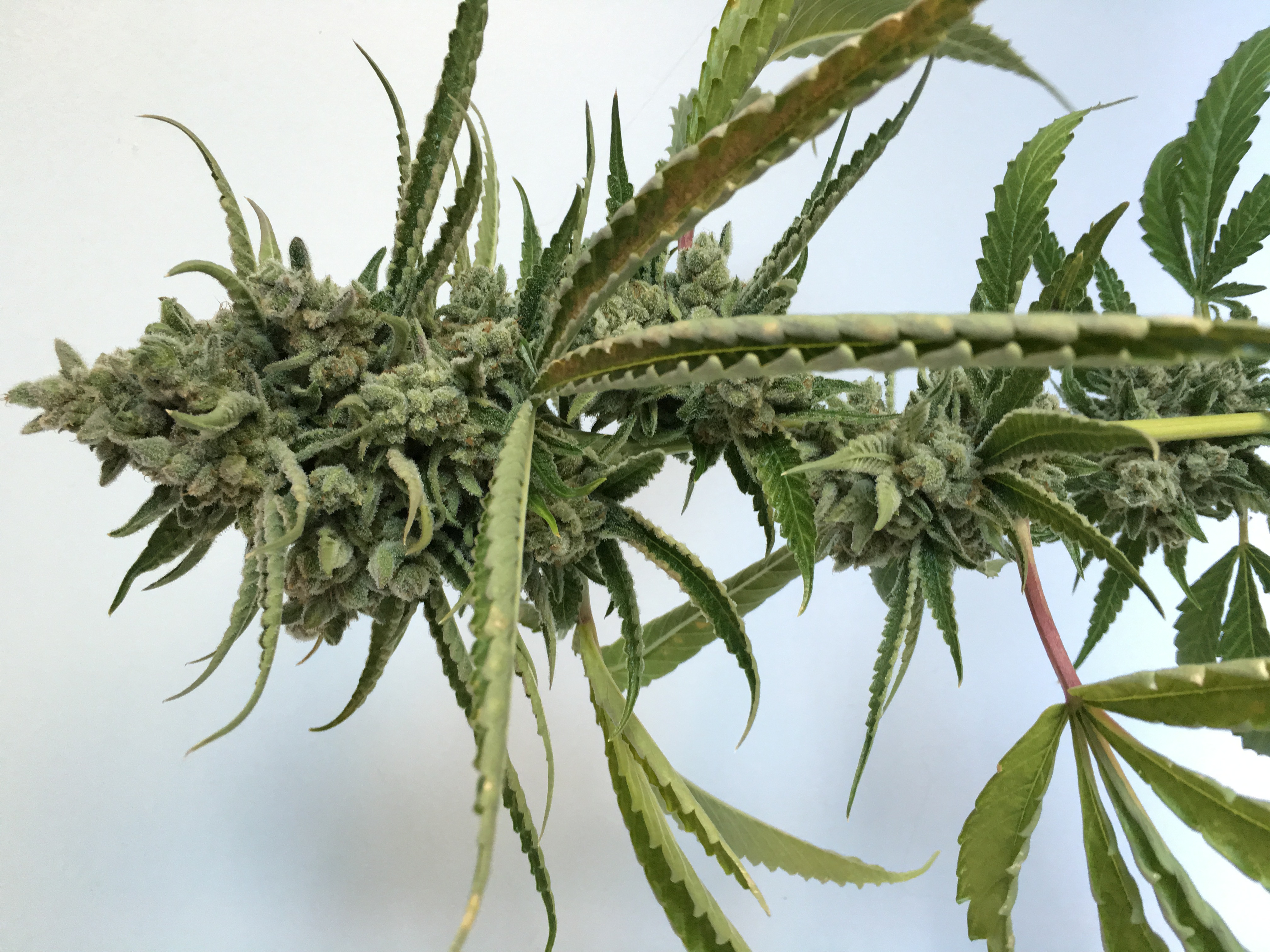 An image of Wicked Purple