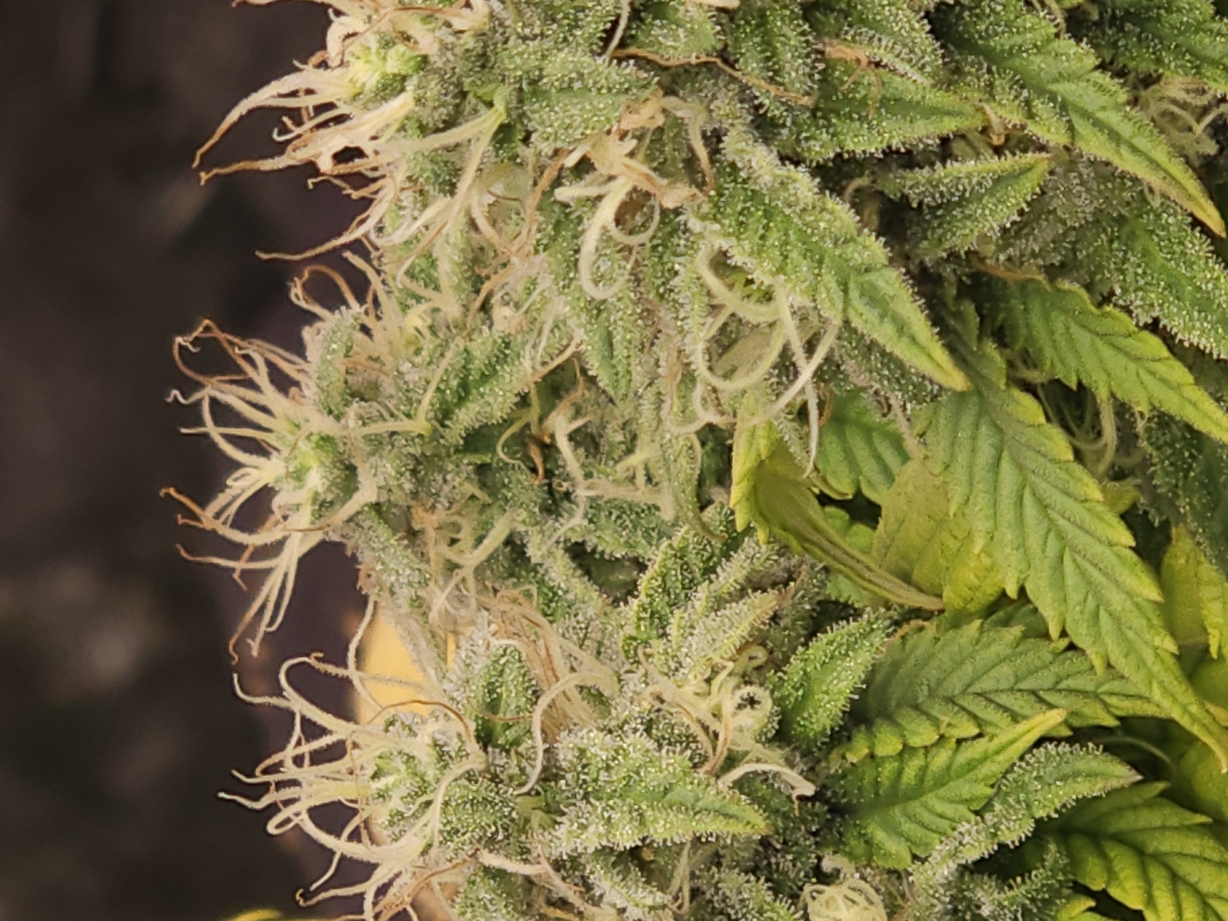 An image of Purple Candy