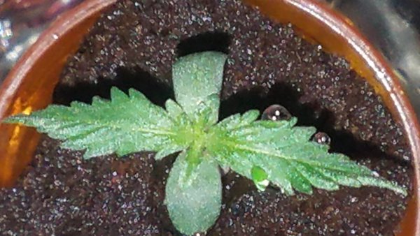 An image of Kim's Purp's