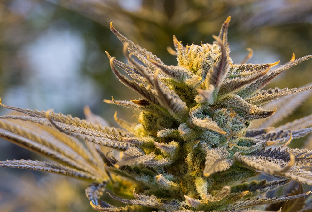 An image of J.Hustle Auto