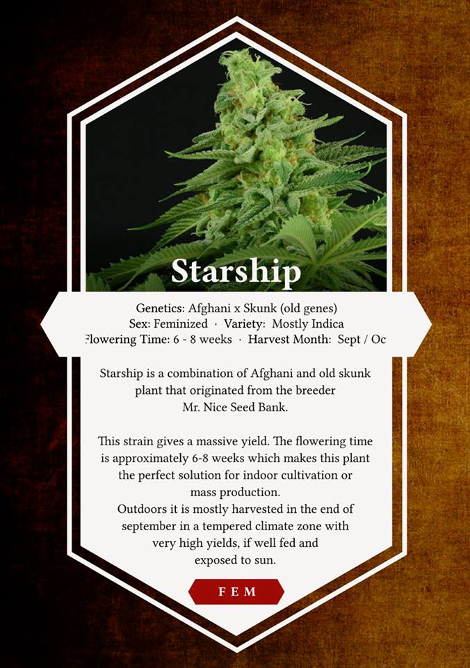 An image of Starship