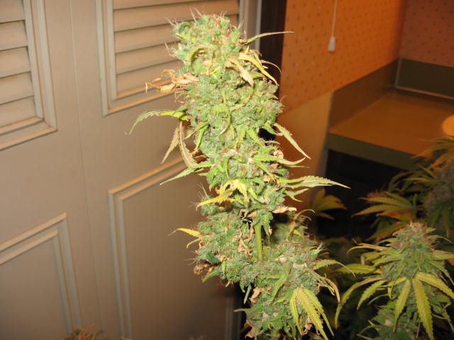 An image of (CD x C-99) x Purpurea F-2