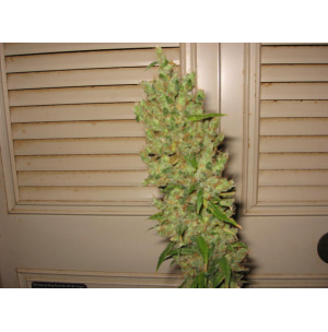 An image of G-13 x Oaxaca x Afghan x Lebanese