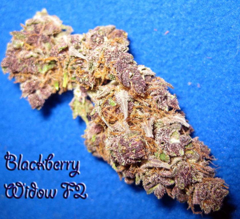 An image of Blackberry Widow