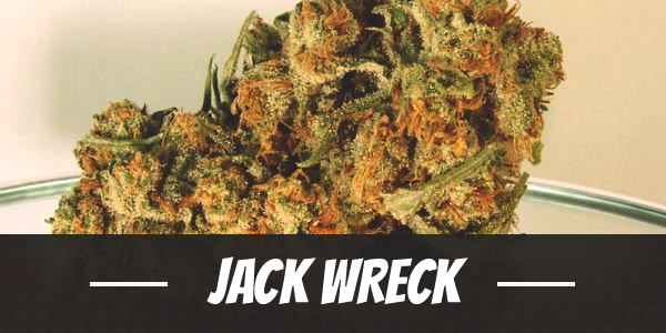 An image of Jack Wreck