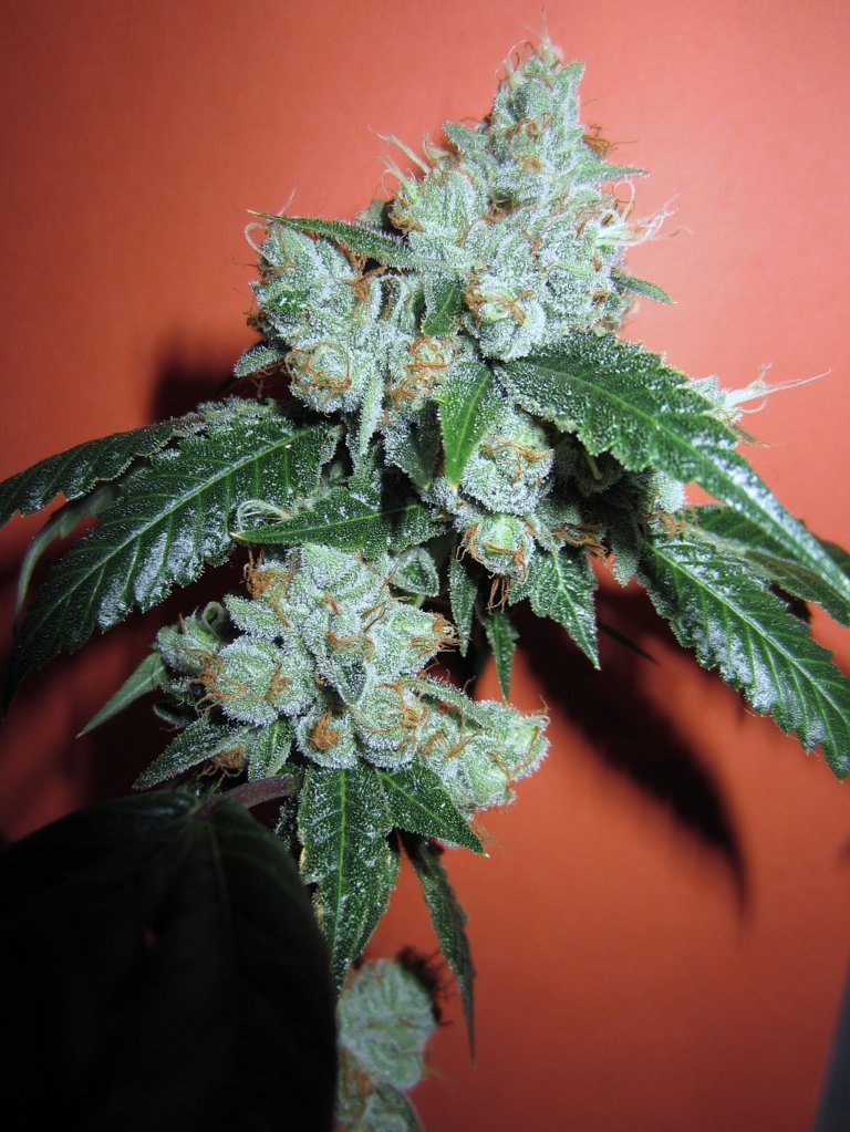 An image of King Louis XIII